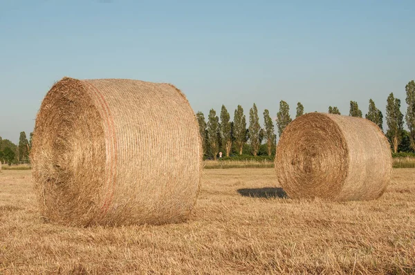 Pola z Bel siana po zbiorze plonów pszenicy farm — Zdjęcie stockowe