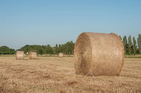 Fältet med balar av hö efter skörden av vete gård — Stockfoto