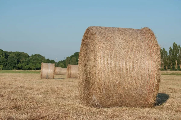 Fältet med balar av hö efter skörden av vete gård — Stockfoto