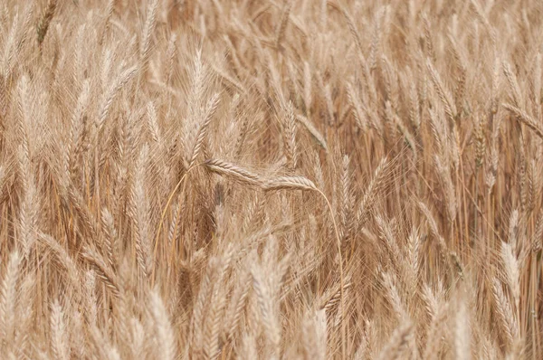 Textura del campo de trigo — Foto de Stock