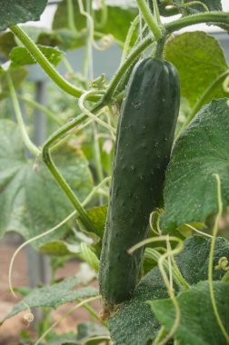  Salatalık yeşil bir evde