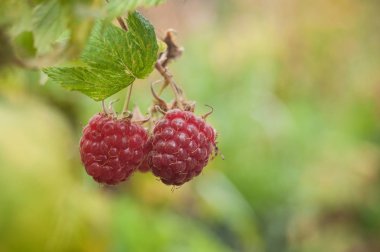  bir alandaki ahududu