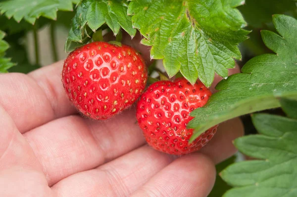 Strawberries picked in a green house — Stock Photo, Image