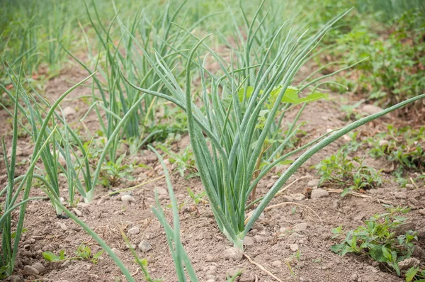 Onion alignment in a field — Stock Photo, Image