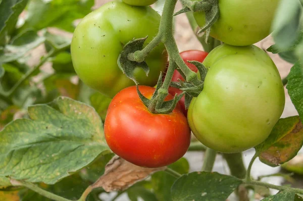 Tomates dans un potager — Photo