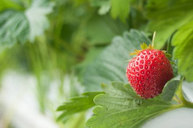  çilek yeşil bir evde