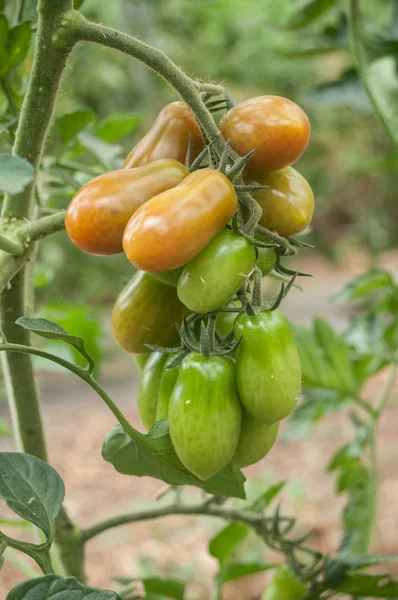 Ancienne variété de tomates dans une serre — Photo