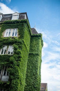 Şehirde bina sarmaşık yaprakları ile kaplı