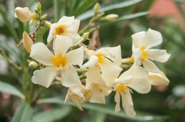 Flores de adelfa amarillas en un jardín público —  Fotos de Stock