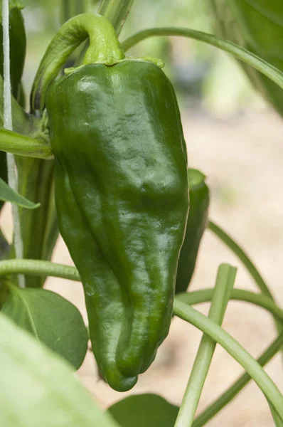 Chilli peppers in a green house Stock Photo