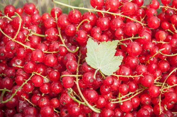 Stachelbeeren Textur mit wenig Blatt — Stockfoto