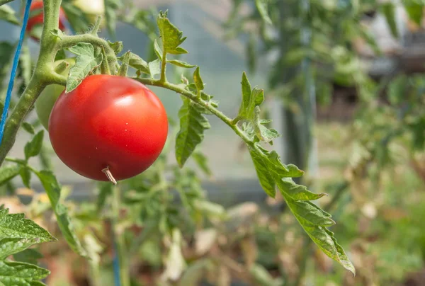 Tomates em uma casa verde — Fotografia de Stock