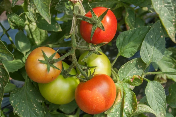 Tomates dans une serre — Photo