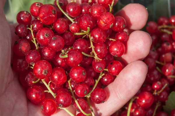 Gooseberries  in hand — Zdjęcie stockowe