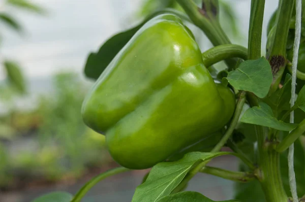Πιπεριές σε ένα πράσινο σπίτι — Φωτογραφία Αρχείου