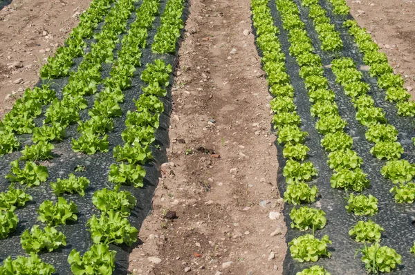 Salad alignment in a field — Stock Photo, Image