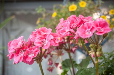  Bahçedeki pembe sardunya