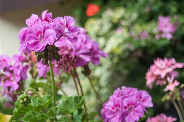 Розовый герань в саду — стоковое фото