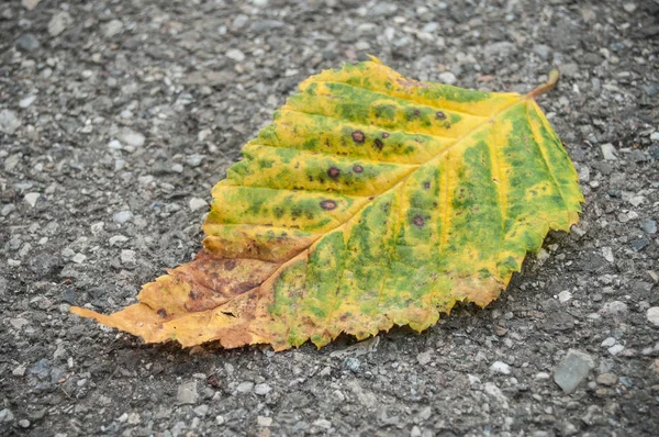 Carpinus betulus blad på hösten på väg — Stockfoto