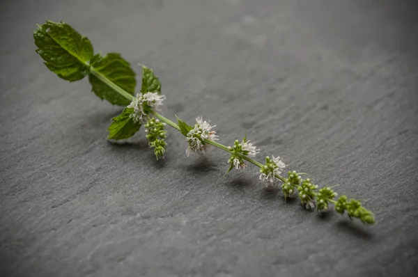 Minzzweig mit Blumen auf Kreidetafel Hintergrund — Stockfoto