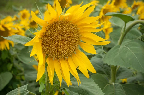 Girasol en un campo —  Fotos de Stock