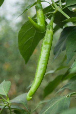  Yeşil sıcak biber yeşil bir evde