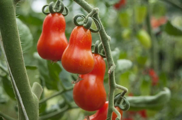 녹색 hous에 토마토의 이탈리아 다양 한 — 스톡 사진
