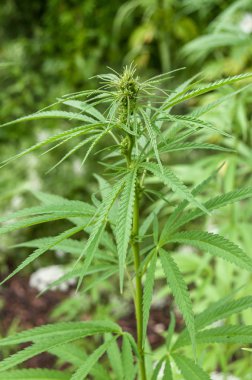  Kenevir bitki bir alan içinde