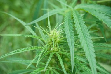  Kenevir bitki bir alan içinde
