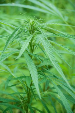  Kenevir bitki bir alan içinde