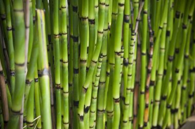  equisetum Japon Bahçe