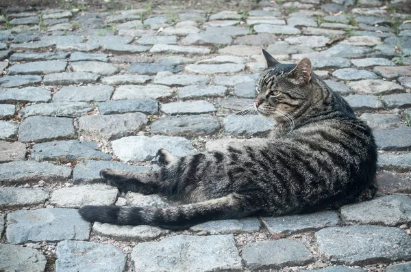 Γκρι γάτα στην εξωτερική — Φωτογραφία Αρχείου