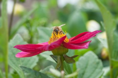 Bahçedeki Red Dahlia 'daki arıya yakın çekim