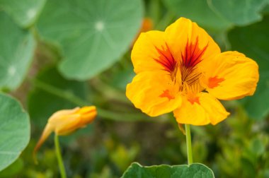 bir kamu bahçesinde nasturtiums yakın çekim