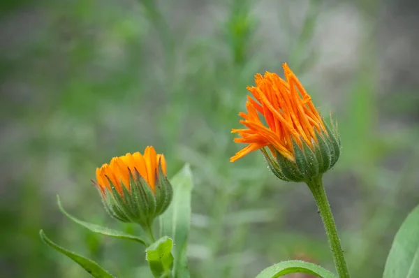Oranje madeliefjes in de tuin — Stockfoto