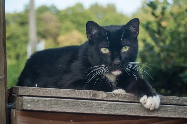 Seni izlerken yükseklik içinde siyah ve beyaz kedi — Stok fotoğraf