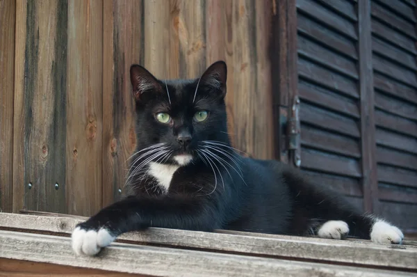 Seni izlerken yükseklik içinde siyah ve beyaz kedi — Stok fotoğraf
