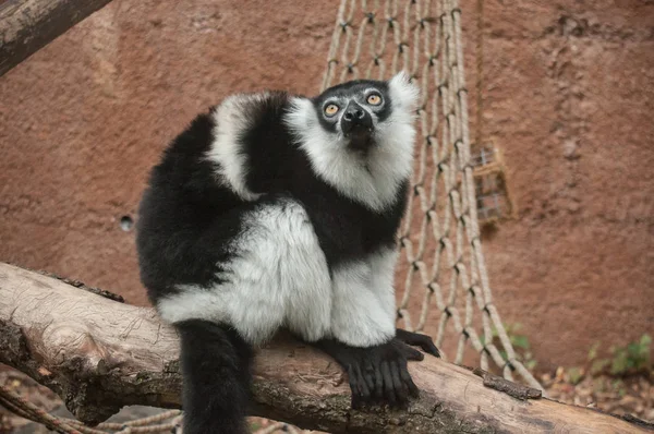 maki Maki dalda oturan portresi