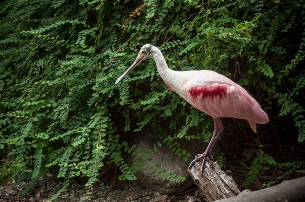 지점에 핑크 Roseate 저어새의 초상화 — 스톡 사진