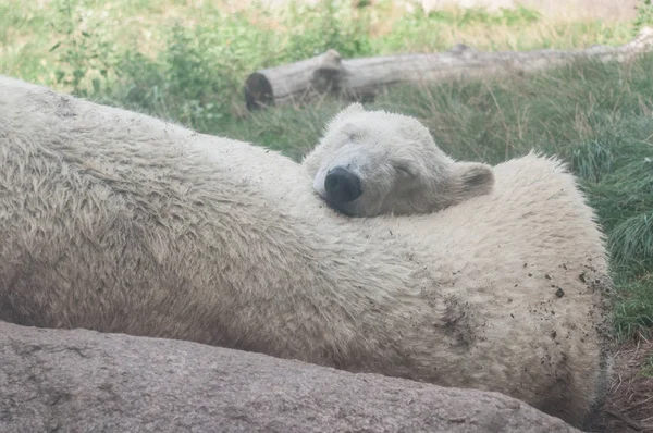 Retrato de osos polares durmiendo contra una roca — Foto de Stock