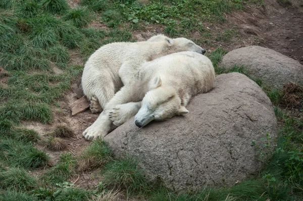 Retrato de osos polares durmiendo contra una roca — Foto de Stock