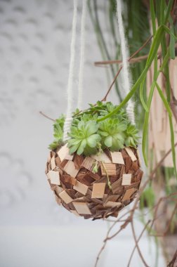  bir bahçe ahşap bir tencerede etli bitki askıya