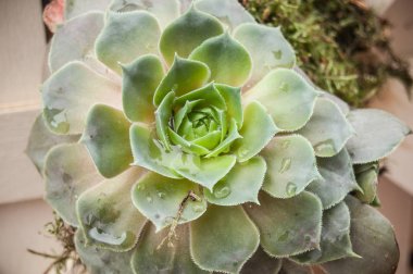  sulu bir bahçe tesisinde askıya