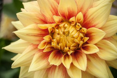 bir bahçede sarı yıldız çiçeği