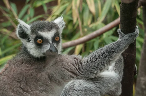 Retrato de maki catta lemur — Foto de Stock