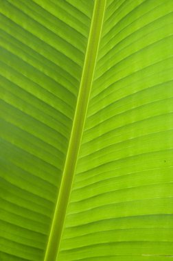 Muz ağacı yaprak doku