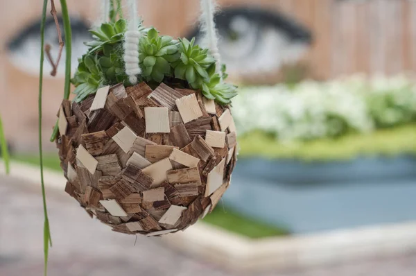 Planta suculenta suspendida en una maceta de madera en un jardín — Foto de Stock