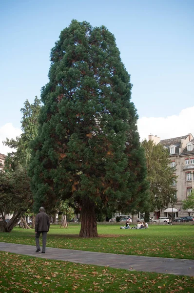 Schöner mammutbaum im steinbachpark in mulhouse — Stockfoto