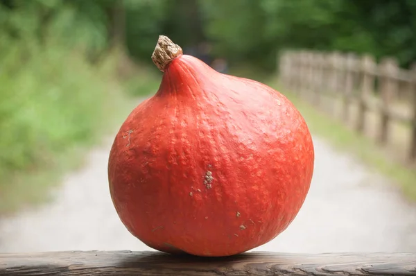 Calabaza en el bosque —  Fotos de Stock