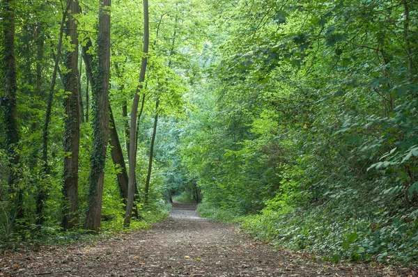 Bosque en Waldeck - Francia — Foto de Stock